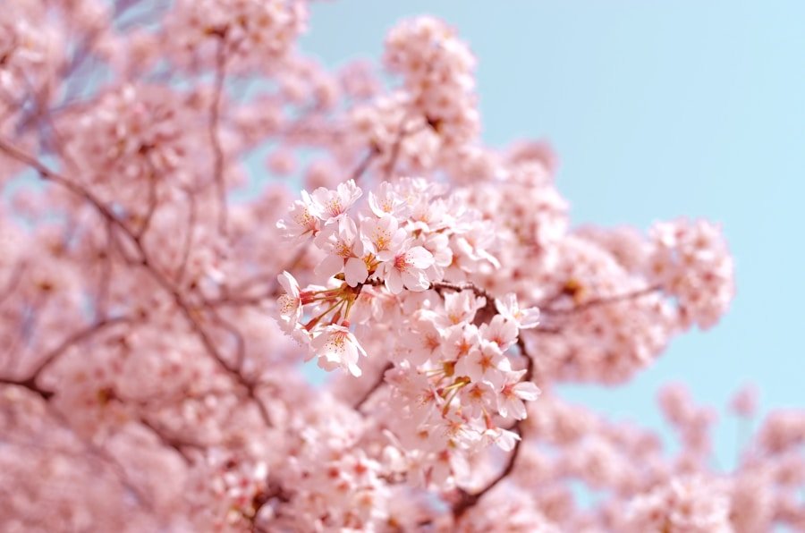 Japan Cherry Blossom Tour